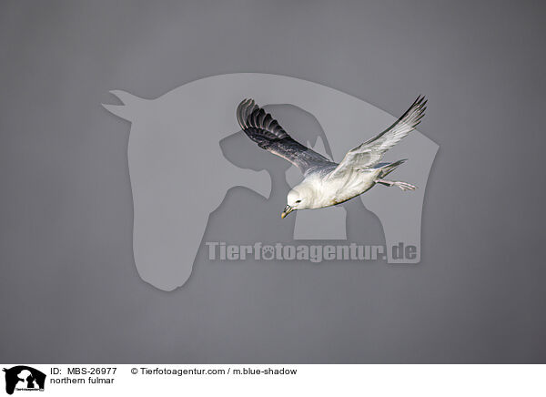 Eissturmvogel / northern fulmar / MBS-26977