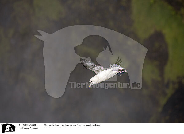 Eissturmvogel / northern fulmar / MBS-26986