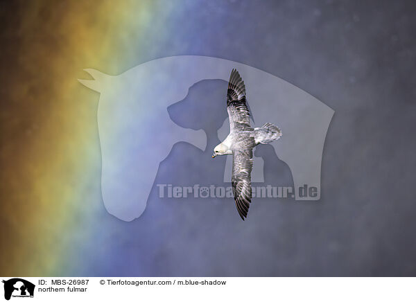 Eissturmvogel / northern fulmar / MBS-26987