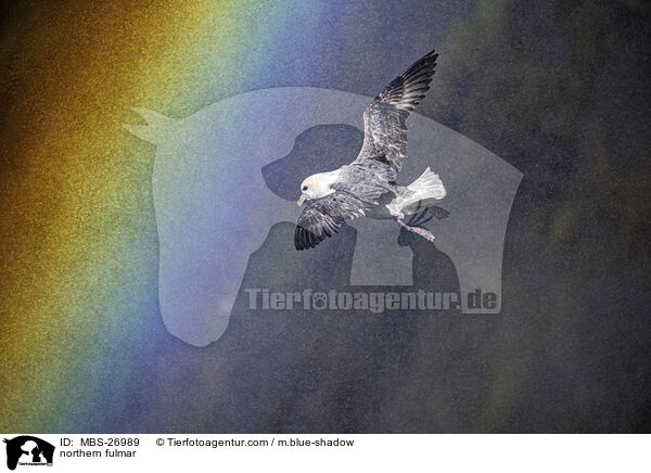 Eissturmvogel / northern fulmar / MBS-26989