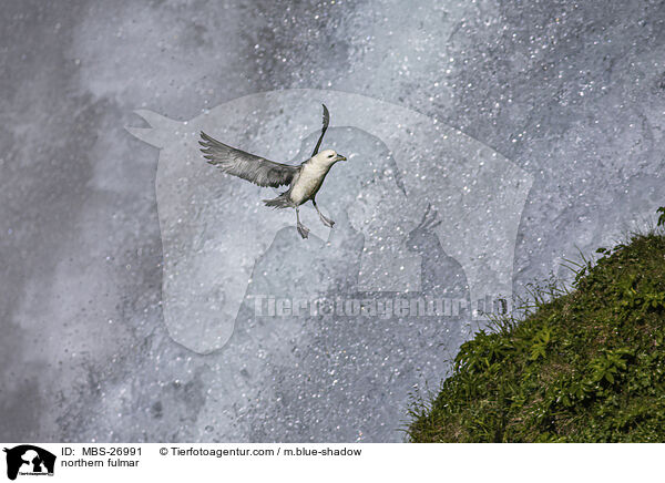 northern fulmar / MBS-26991