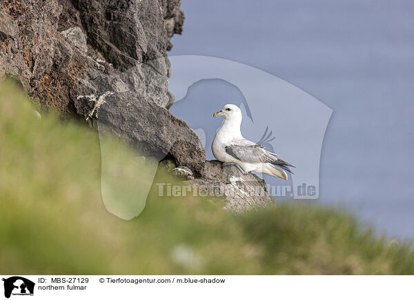 Eissturmvogel / northern fulmar / MBS-27129