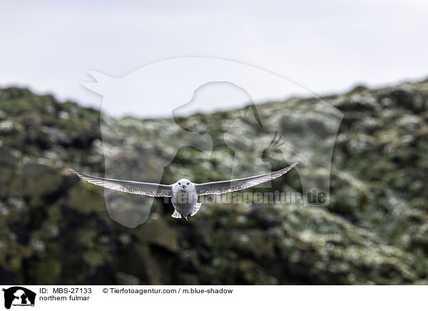 Eissturmvogel / northern fulmar / MBS-27133