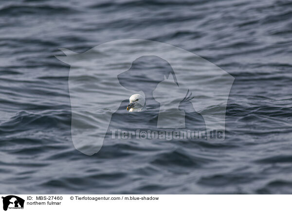 Eissturmvogel / northern fulmar / MBS-27460