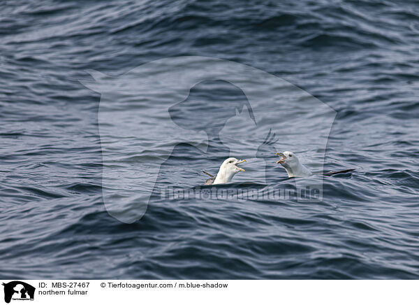 Eissturmvogel / northern fulmar / MBS-27467