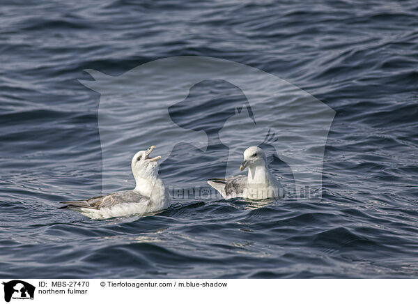 Eissturmvogel / northern fulmar / MBS-27470