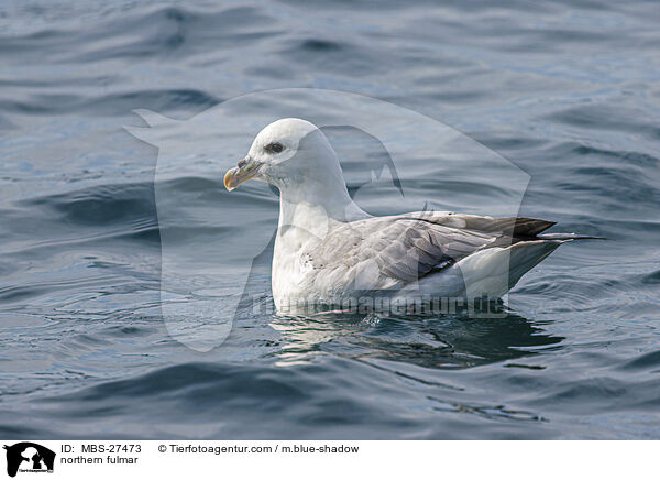 Eissturmvogel / northern fulmar / MBS-27473