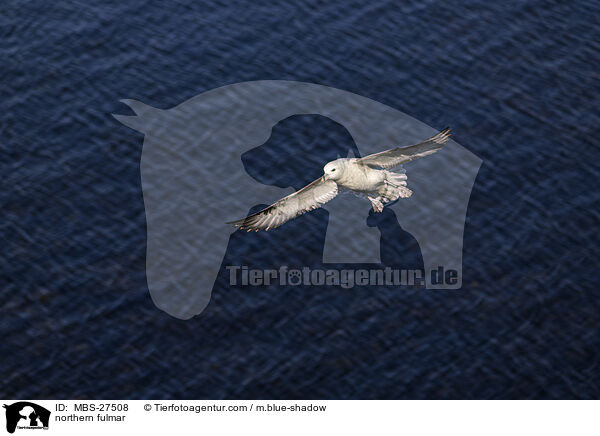 northern fulmar / MBS-27508
