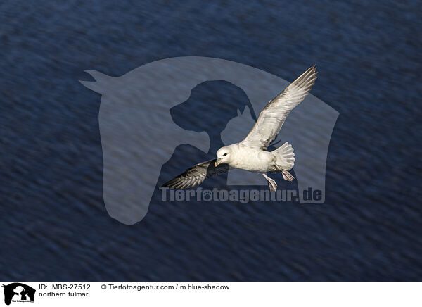 Eissturmvogel / northern fulmar / MBS-27512