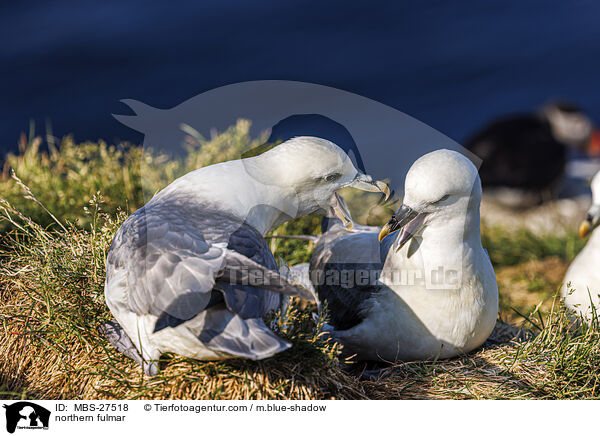 Eissturmvogel / northern fulmar / MBS-27518