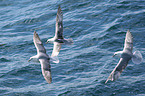 flying Northern Fulmars