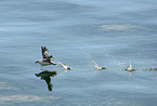 starting 	Northern Fulmar