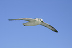 flying Northern Fulmar