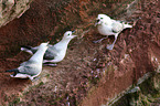 northern fulmars