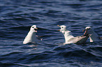 northern fulmars