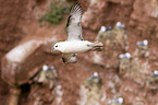 northern fulmar