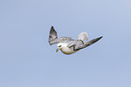 northern fulmar