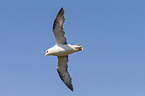 northern fulmar