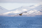 flying Fulmar