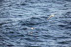 flying Fulmars