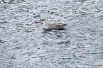 swimming Fulmar