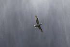 northern fulmar