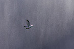 northern fulmar