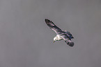 northern fulmar