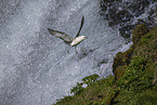 northern fulmar