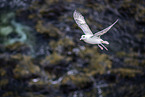 northern fulmar