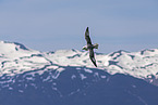 northern fulmar