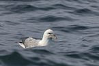 northern fulmar