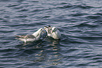 northern fulmar