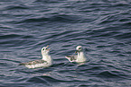 northern fulmar