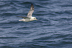 northern fulmar