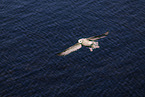 northern fulmar