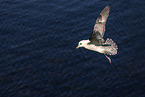 northern fulmar