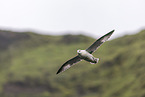 northern fulmar