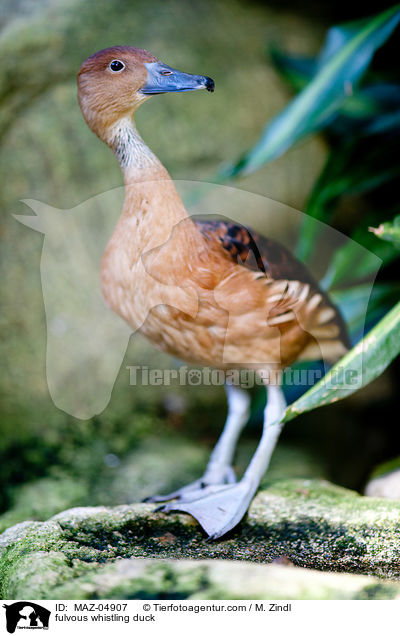 Gelbe Pfeifgans / fulvous whistling duck / MAZ-04907