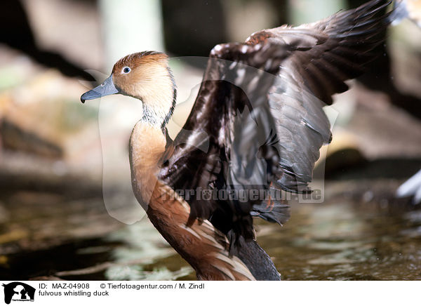 fulvous whistling duck / MAZ-04908