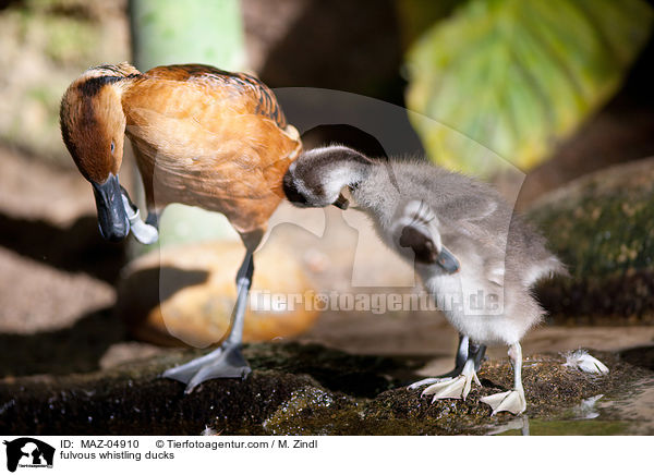 Gelbe Pfeifgnse / fulvous whistling ducks / MAZ-04910