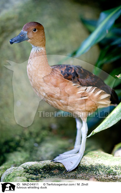 Gelbe Pfeifgans / fulvous whistling duck / MAZ-04911