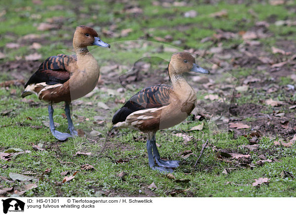 young fulvous whistling ducks / HS-01301