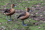 young fulvous whistling ducks