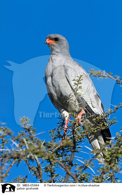 Gabar-Habicht / gabar goshawk / MBS-05984