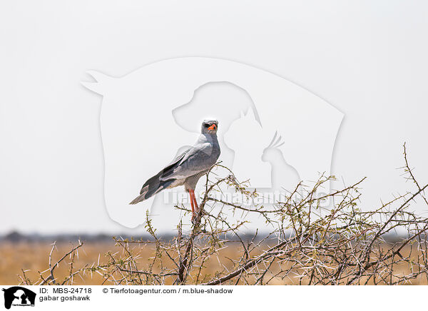 Gabar-Habicht / gabar goshawk / MBS-24718