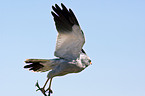 gabar goshawk