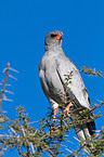 gabar goshawk