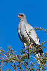 gabar goshawk