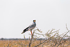 gabar goshawk